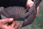 Чернозобый дрозд - Turdus atrogularis фотография-24