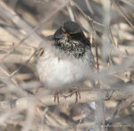 Чернозобый дрозд - Turdus atrogularis фотография-26