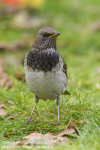 Чернозобый дрозд - Turdus atrogularis фотография-27