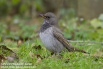 Чернозобый дрозд - Turdus atrogularis фотография-29