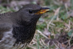 Чернозобый дрозд - Turdus atrogularis фотография-3