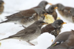 Чернозобый дрозд - Turdus atrogularis фотография-30