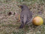Чернозобый дрозд - Turdus atrogularis фотография-4