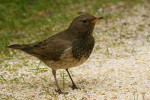 Чернозобый дрозд - Turdus atrogularis фотография-
