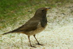 Чернозобый дрозд - Turdus atrogularis фотография-7