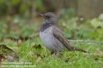 Чернозобый дрозд - Turdus atrogularis фотография-8