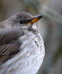 Чернозобый дрозд - Turdus atrogularis фотография-9