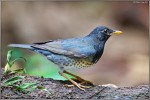 Белобрюхий дрозд - Turdus cardis фотография-1