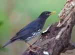 Белобрюхий дрозд - Turdus cardis фотография-2