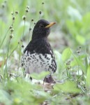 Белобрюхий дрозд - Turdus cardis фотография-4