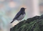 Белобрюхий дрозд - Turdus cardis фотография-5