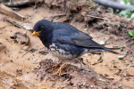 Белобрюхий дрозд - Turdus cardis фотография-6