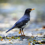 Белобрюхий дрозд - Turdus cardis фотография-7