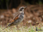 Бурый дрозд - Turdus eunomus фотография-