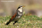Бурый дрозд - Turdus eunomus фотография-10