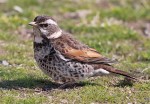 Бурый дрозд - Turdus eunomus фотография-11