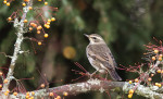 Бурый дрозд - Turdus eunomus фотография-12