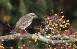Бурый дрозд - Turdus eunomus фотография-13