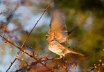 Бурый дрозд - Turdus eunomus фотография-15