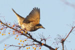 Бурый дрозд - Turdus eunomus фотография-16