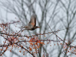 Бурый дрозд - Turdus eunomus фотография-17