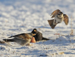 Бурый дрозд - Turdus eunomus фотография-18