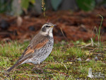 Бурый дрозд - Turdus eunomus фотография-2