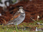 Бурый дрозд – Turdus eunomus (Temminck, 1831)