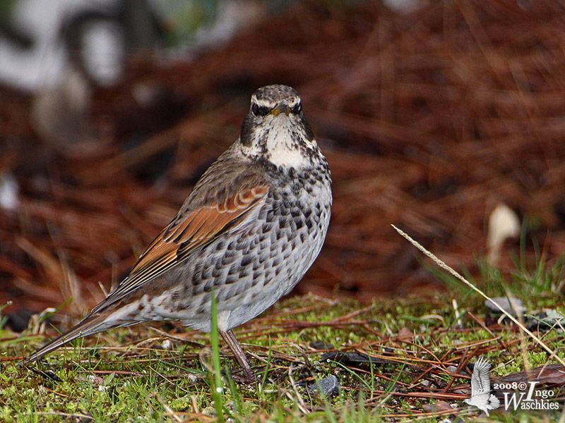 Бурый дрозд – Turdus eunomus (Temminck, 1831)