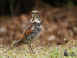 Бурый дрозд - Turdus eunomus фотография-4
