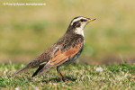 Бурый дрозд - Turdus eunomus фотография-5
