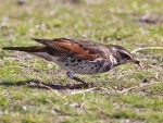 Бурый дрозд - Turdus eunomus фотография-6