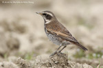 Бурый дрозд - Turdus eunomus фотография-7