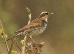 Бурый дрозд - Turdus eunomus фотография-8