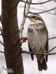 Бурый дрозд - Turdus eunomus фотография-9