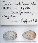 Сизый дрозд - Turdus hortulorum яйца-4