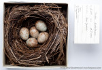 Сизый дрозд - Turdus hortulorum гнездо с кладкой яиц-2