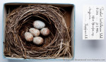 Сизый дрозд - Turdus hortulorum гнездо с кладкой яиц-3