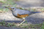 Сизый дрозд - Turdus hortulorum фотография-1