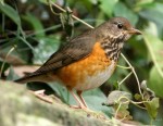 Сизый дрозд - Turdus hortulorum фотография-11