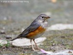 Сизый дрозд - Turdus hortulorum фотография-13