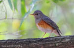Сизый дрозд - Turdus hortulorum фотография-14
