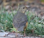 Сизый дрозд - Turdus hortulorum фотография-15