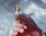 Сизый дрозд - Turdus hortulorum фотография-16