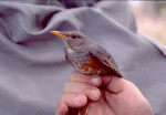 Сизый дрозд - Turdus hortulorum фотография-17