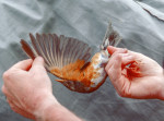 Сизый дрозд - Turdus hortulorum фотография-18