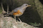 Сизый дрозд - Turdus hortulorum фотография-2