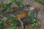 Сизый дрозд - Turdus hortulorum фотография-4