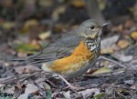 Сизый дрозд - Turdus hortulorum фотография-5
