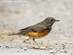 Сизый дрозд - Turdus hortulorum фотография-6